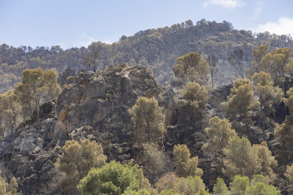 Vista del monte quemado por el incendio de Los Garres, en Murcia, tras el paso del fuego.