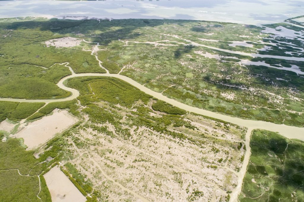 Vista aérea de los manglares y plántulas en el estuario del río Zhangjiang, en Fujian (China), ejemplo de la recuperación global de estos ecosistemas.