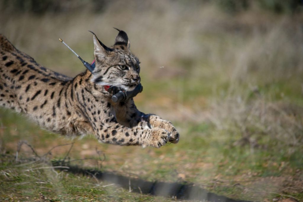 CIUDAD REAL (ESPAÑA), 03/03/2026.- Castilla-La Mancha ha consolidado la traslocación de ejemplares como herramienta clave para la gestión del lince ibérico y ha trasladado 41 individuos desde 2014 con el objetivo de reforzar poblaciones, reducir la endogamia y favorecer su expansión territorial. EFE/Jesús Monroy