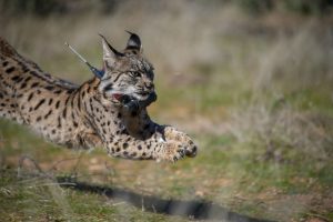 CIUDAD REAL (ESPAÑA), 03/03/2026.- Castilla-La Mancha ha consolidado la traslocación de ejemplares como herramienta clave para la gestión del lince ibérico y ha trasladado 41 individuos desde 2014 con el objetivo de reforzar poblaciones, reducir la endogamia y favorecer su expansión territorial. EFE/Jesús Monroy