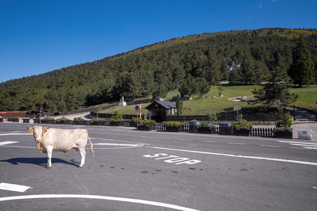 GRAF3259. NAVACERRADA (MADRID), 30/05/2020.- Una vaca camina por la carretera de acceso a Navacerrada, Madrid este sábado, donde la Comunidad ha mantenido cerrados los accesos y aparcamientos del puerto de Navacerrada y Cotos para evitar que se produzcan aglomeraciones en la sierra madrileña. EFE/ Emilio Naranjo