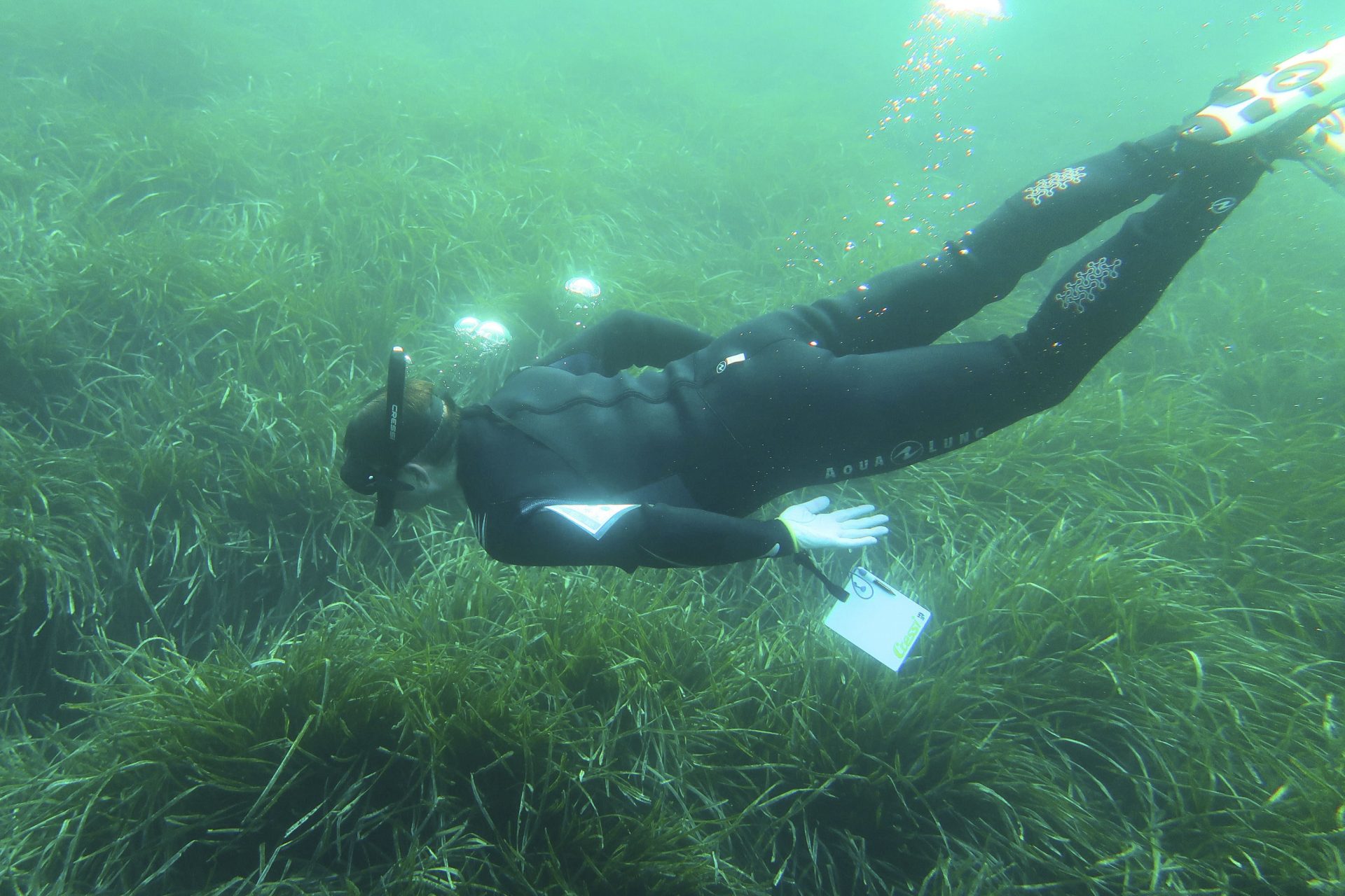 NÍJAR (ALMERÍA), 11/06/2026.- Bajo la superficie transparente de las aguas de Cabo de Gata, una pradera de posidonia oceánica, una planta marina muy amenazada, crece con lentitud extrema -apenas un centímetro al año- y sostiene buena parte del equilibrio ecológico del Mediterráneo. La Posidonia oceanica es una planta marina endémica cuya conservación centra cada vez más esfuerzos científicos y ambientales ante amenazas como el fondeo de embarcaciones, el calentamiento del mar o la degradación de la calidad del agua. Con gafas de esnóquel, cuaderno de observación y acompañados de especialistas del Centro de Buceo Isub, participantes en una jornada de seguimiento marino celebrada este miércoles en San José (Níjar, Almería) han podido observar de cerca un ecosistema submarino esencial para la biodiversidad, dentro de una actividad promovida por la Unión Internacional para la Conservación de la Naturaleza (UICN Med) con el patrocinio de las marcas automovilísticas Omoda y Jaecoo. EFE/ Carlos Barba