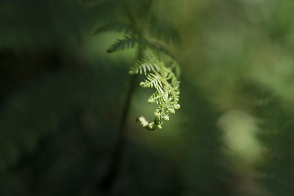 LUGO, 15/06/2023.- Una hoja de helecho crece en un bosque de la Ulloa, al sur de Lugo, este jueves. La Comunidad de Galicia continuará durante este viernes bajo influencia anticiclónica, con entrada de aire frío en la capas altas de la atmósfera. EFE/ Eliseo Trigo