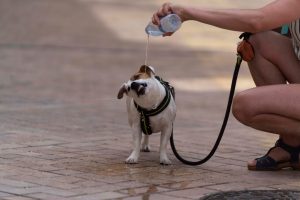 GRAFAND9792. CÓRDOBA, 09/06/2021.- Una persona refresca a su perro durante un paseo hoy por una calle de Córdoba, hoy cuando la Agencia Estatal de Meteorología prevé para Andalucía que continúen las temperaturas altas, propias del verano, que llegarán a los 38 grados en Córdoba y Sevilla.EFE/Rafa Alcaide