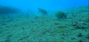 Imagen de ejemplo de una comunidad de peces en Canarias censada a través de la metodología ReefRUV Global Network, en la cual se cuantifican tanto las especies presentes como su impacto trófico. © Instituto Universitario ECOAQUA