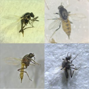 Las cuatro nuevas especies descritas. De dcha a izq y de arriba abajo: Leptoconops nigrithorax sp.nov, Leptonocops triangularis sp. nov, Leptoconops pseudoirritants sp. nov y Leptoconops communis sp.nov. © CSIC
