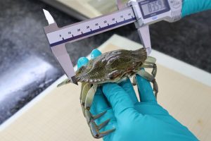 Detectan microplásticos en todas las muestras de cangrejo azul del Mar Menor. © Instituto Español de Oceanografía (IEO, CSIC)