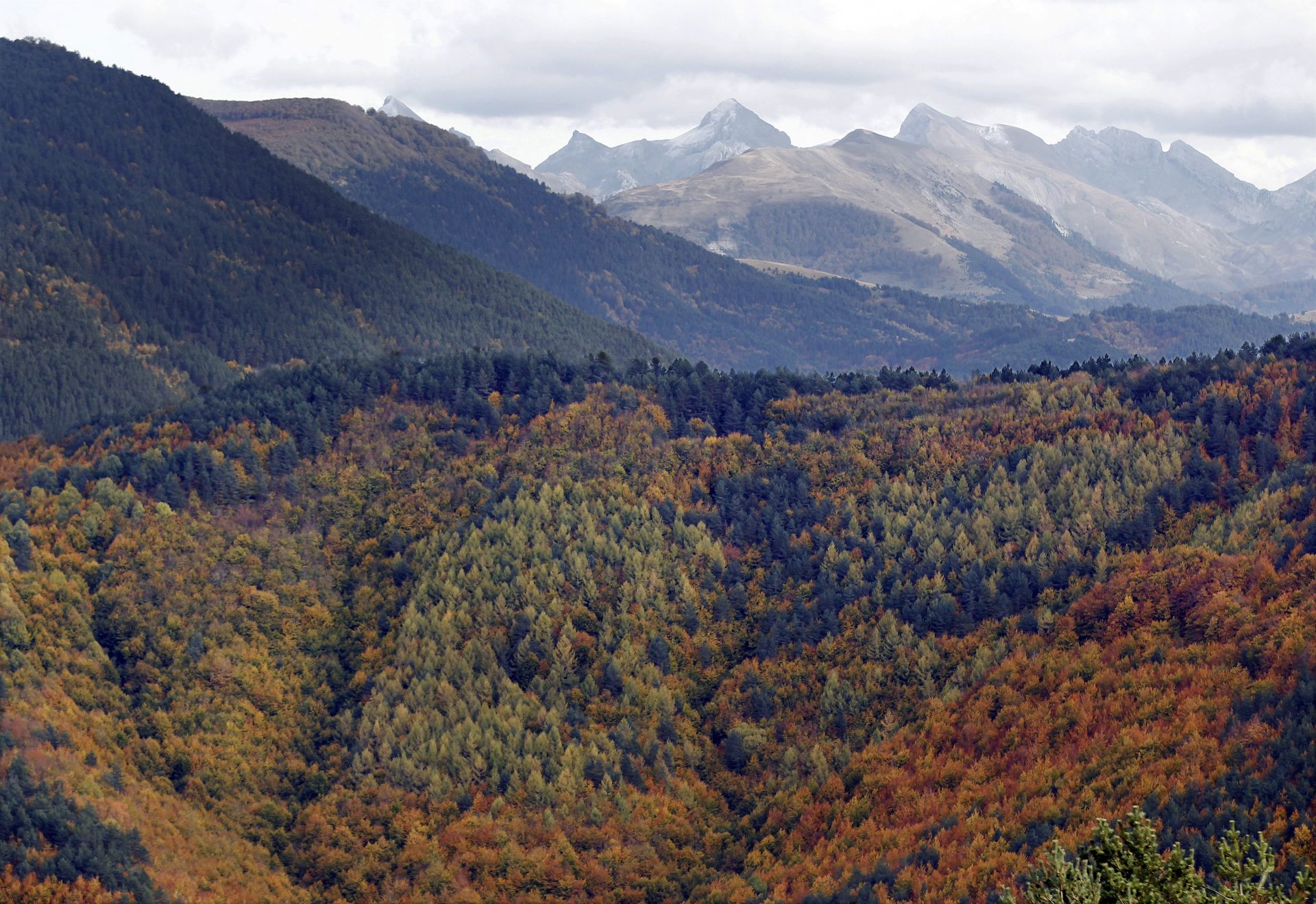 PAM18. PAMPLONA, 27/10/2011.- Vista de la Selva de Irati con los Pirineos de fondo, aún sin nieve, que contrastan con un magnífico bosque de hayas, que aseguran es el mayor de Europa occidental (17.175 hectáreas), que en estas fechas es todo un espectáculo cuando las hojas de los árboles amarillean y su cromatismo convierte a este paraje en el paradigma del otoño. EFE/Jesús Diges