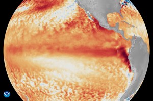 Imágenes de satélite que muestran la diferencia con respecto a las temperaturas medias de la superficie del mar en el ecuador, en el océano Pacífico tropical (representadas mediante distintos tonos de rojo y naranja que indican el calor), durante la primera semana de junio de 2026, en comparación con la referencia utilizada por el programa Coral Reef Watch de la NOAA. (Crédito de la imagen: Satélites de la NOAA)