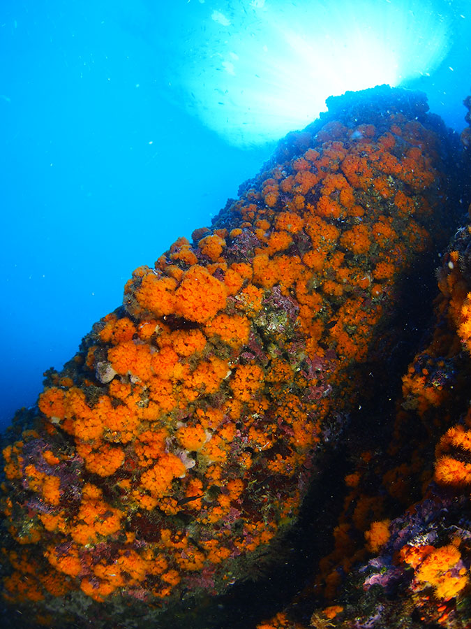 Colonia de coral naranja. © Asociación Hombre y Territorio