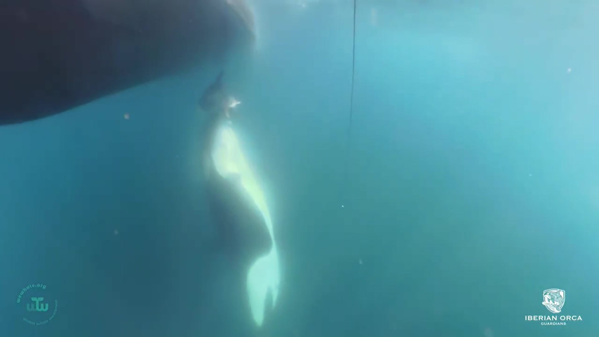 Captura de video. © Asociación WeWhale