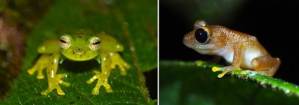A la izquierda Espadarana prosoblepon, y a la derecha un ejemplar de Pristimantis chalceus, dos de las especies que aún se pueden encontrar en la Reserva Natural La Planada, en Colombia / Claudia Lansac.
