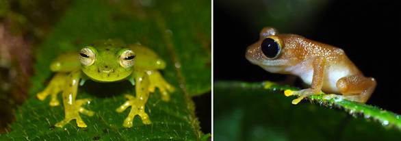 A la izquierda Espadarana prosoblepon, y a la derecha un ejemplar de Pristimantis chalceus, dos de las especies que aún se pueden encontrar en la Reserva Natural La Planada, en Colombia / Claudia Lansac.