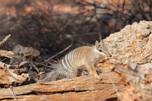 Un numbat en el Santuario de Vida Silvestre de Scotia, en el territorio de los Barkindji, Nueva Gales del Sur, Australia. Crédito: Tali Moyle_Australian Wildlife Conservancy