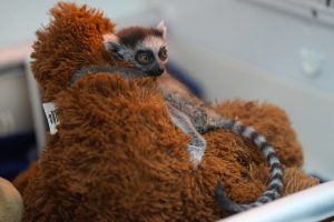 A ring-tailed lemur baby is being cared for by professionals at the Cali Zoo in Cali, Colombia, 23 July 2026. Weighing just 88 grams and clinging to a small stuffed animal that replaces its mother’s warmth, the baby is fighting to survive. EFE/ Ernesto Guzman