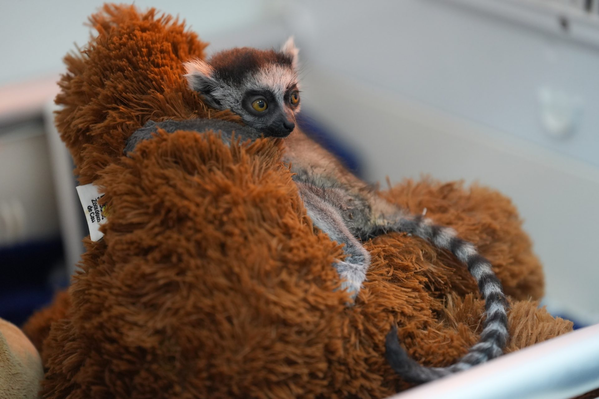 A ring-tailed lemur baby is being cared for by professionals at the Cali Zoo in Cali, Colombia, 23 July 2026. Weighing just 88 grams and clinging to a small stuffed animal that replaces its mother’s warmth, the baby is fighting to survive. EFE/ Ernesto Guzman