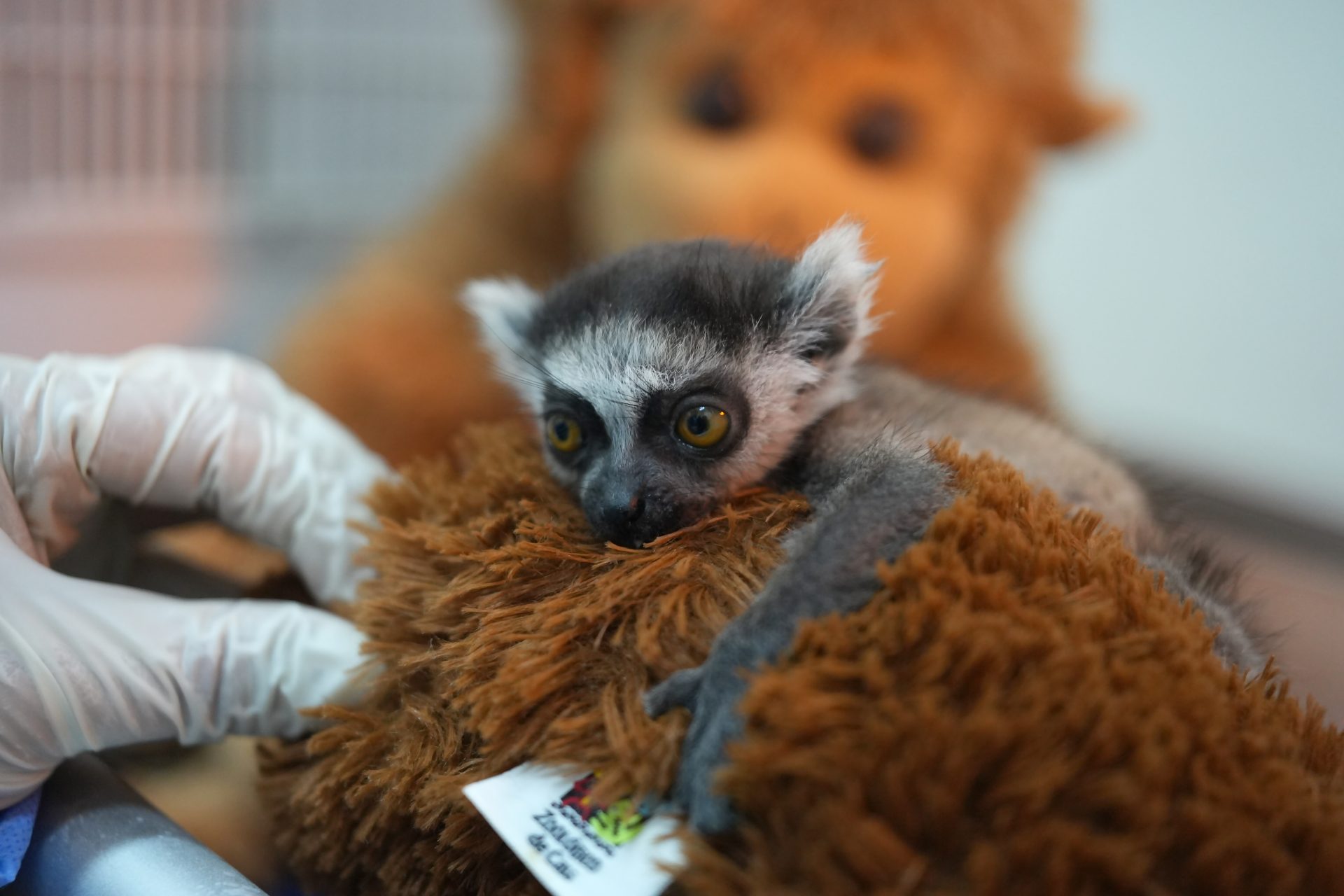 AMDEP9268. CALI (COLOMBIA), 23/07/2026.- Una cría de lémur de cola anillada recibe asistencia por profesionales del Zoológico de Cali este jueves, en Cali (Colombia). Con apenas 88 gramos de peso y aferrada a un pequeño peluche que sustituye el calor de su madre, la cría lucha por sobrevivir. EFE/ Ernesto Guzmán