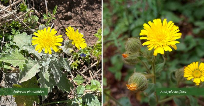 A la izquierda, Andryala pinnatifida, especie endémica de Canarias; a la derecha, Andryala laxiflora, especie introducida analizada por los investigadores. Créditos: Andryala pinnatifida | L. S. Jay-García (IPNA-CSIC y ULL) - Andryala laxiflora | J. Tuero Septién (IPNA-CSIC)