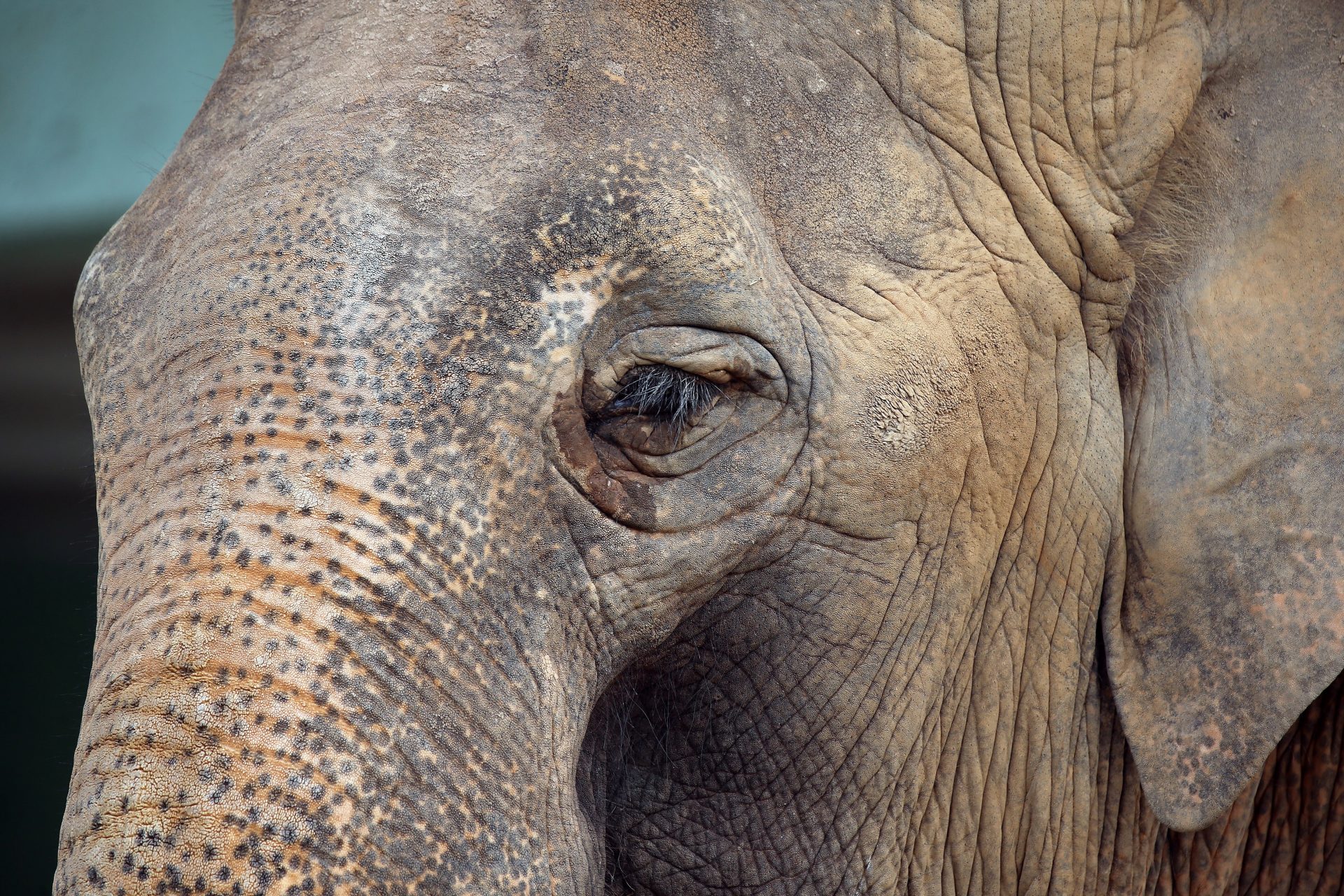 HANOI (VIETNAM), 12/08/2025.- An elephant at the Hanoi Zoo in Hanoi, Vietnam, 12 August 2025. World Elephant Day is observed annually on 12 August. EFE/EPA/LUONG THAI LINH