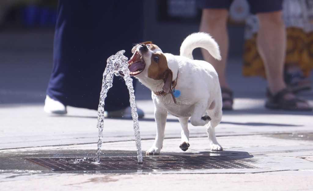 CÓRDOBA, 04/07/2026.- Un perro se refresca en una de las fuentes de la ciudad de Córdoba. España está a las puertas de la segunda ola de calor del verano y los expertos avisan de los riesgos de salud a los que se exponen las mascotas si no se toman medidas de protección suficientes y qué síntomas serían preocupantes y requerirían atención veterinaria: desde el jadeo excesivo y dificultad para respirar, hasta la debilidad, el tambaleo o la desorientación. Otras señales también de alerta serían además, las encías muy enrojecidas o pálidas, los vómitos, la diarrea o la salivación excesiva. EFE/Salas