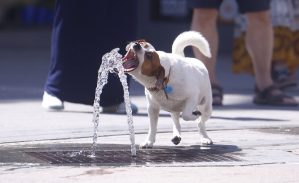 CÓRDOBA, 04/07/2026.- Un perro se refresca en una de las fuentes de la ciudad de Córdoba. España está a las puertas de la segunda ola de calor del verano y los expertos avisan de los riesgos de salud a los que se exponen las mascotas si no se toman medidas de protección suficientes y qué síntomas serían preocupantes y requerirían atención veterinaria: desde el jadeo excesivo y dificultad para respirar, hasta la debilidad, el tambaleo o la desorientación. Otras señales también de alerta serían además, las encías muy enrojecidas o pálidas, los vómitos, la diarrea o la salivación excesiva. EFE/Salas