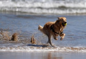 GRAF3606. GIJON, 28/03/2021.- Un perro disfrutan del agua en la playa de San Lorenzo de Gijón donde hoy se han registrado unas agradables temperaturas.EFE/ELOY ALONSO