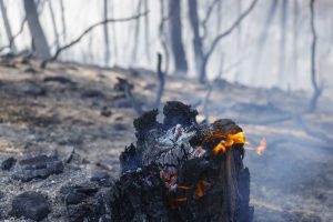 GRAFCAT4404. GAVÀ (BARCELONA) (ESPAÑA), 08/07/2026.- Aspecto del incendio originado este miércoles en Gavà (Barcelona), que mantiene a 6.000 personas confinadas, ya afecta una superficie aproximada 7 hectáreas, mayoritariamente forestales, según datos de los Agentes Rurales. EFE/ Quique García