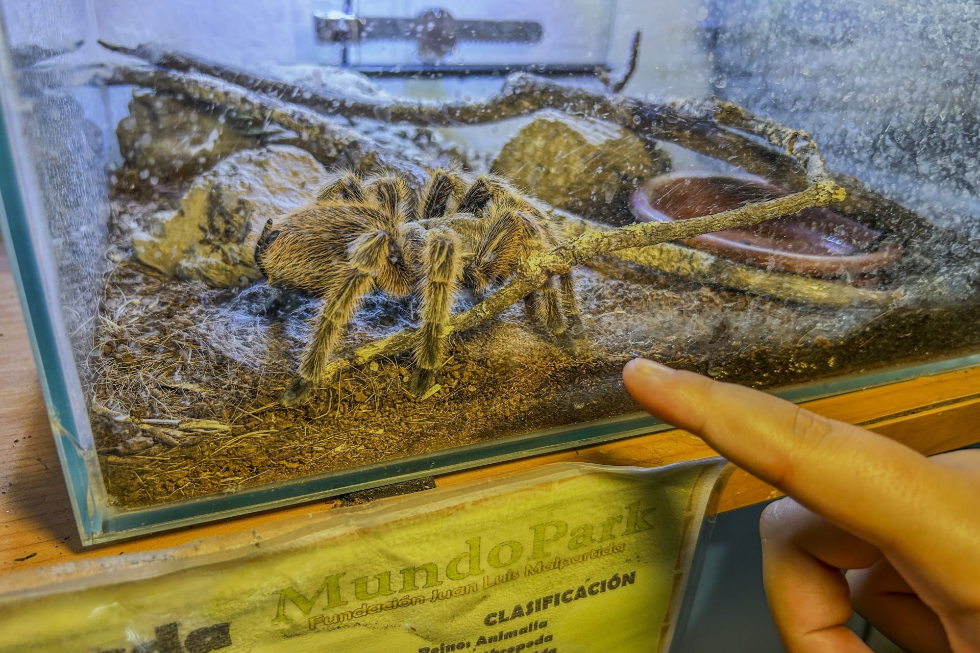 Ejemplar de tarántula que vive en el zoológico MundoPark de Guillena (Sevilla), que cada semana recibe a especies de animales exóticos que son desechadas o incautadas, y que tienen en este espacio una oportunidad de sobrevivir. EFE/ Fermín Cabanillas