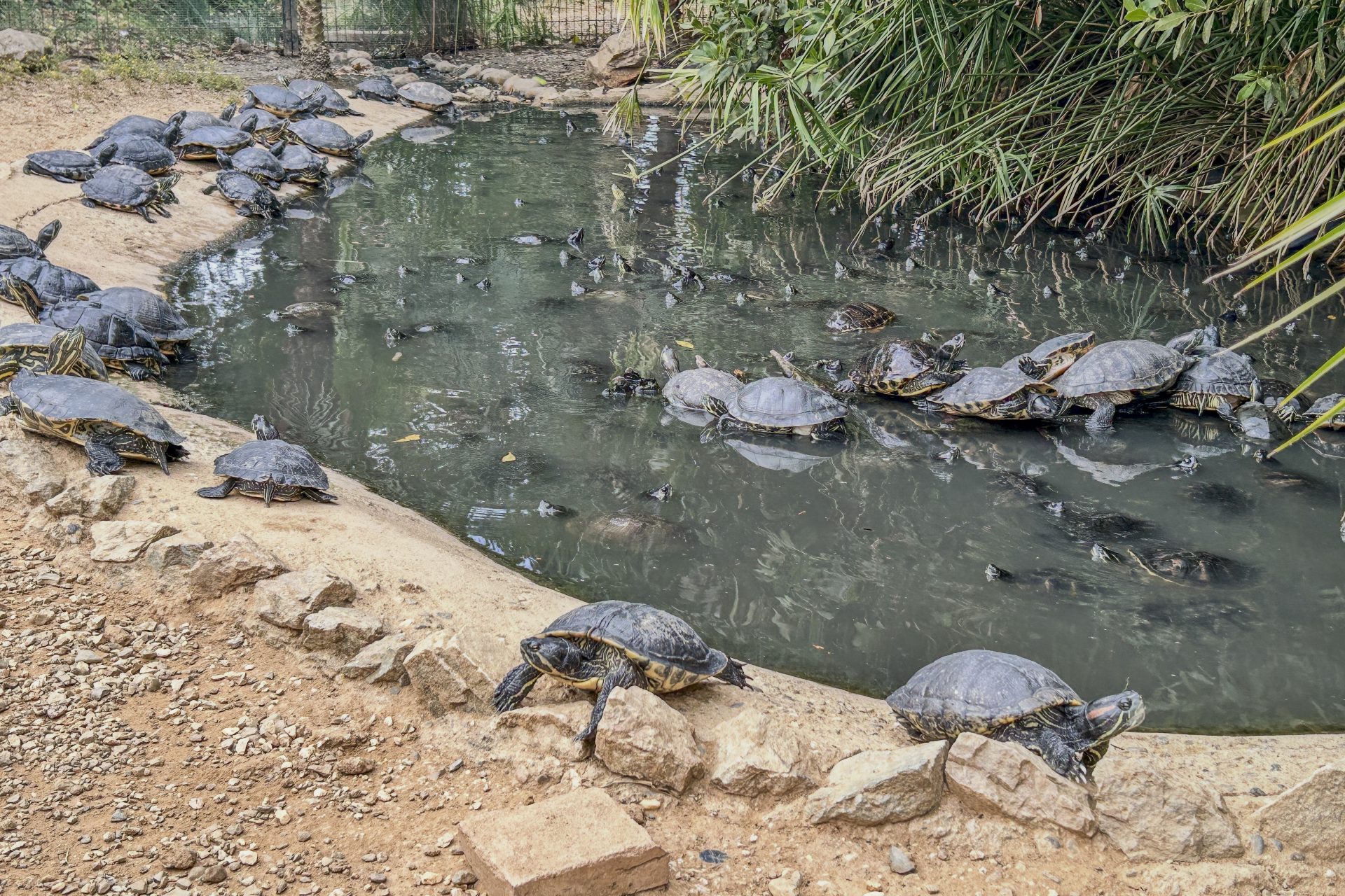 Unos 400 ejemplares de galápagos americanos viven en el zoológico MundoPark de Guillena (Sevilla), donde cada semana llegan especies de animales exóticos que son desechadas o incautadas, y que tienen en este espacio una oportunidad de sobrevivir. EFE/ Fermín Cabanillas