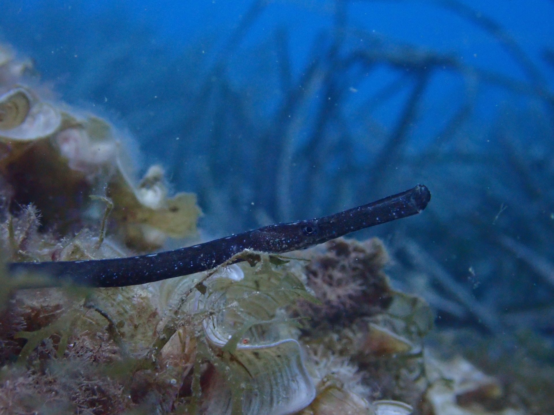 La Fundación Palma Aquarium ha liberado 55 juveniles de peces pipa en el mar en Baleares en el marco de un proyecto de conservación de esta especie. Los peces, de la especie Syngnathus typhle, habían nacido en las instalaciones del acuario palmesano, en un nuevo avance del proyecto desarrollado junto a Marilles Foundation y con el apoyo de TUI Care Foundation, ha informado la fundación este lunes en un nota. EFE/Palma Aquarium/SOLO USO EDITORIAL/SOLO DISPONIBLE PARA ILUSTRAR LA NOTICIA QUE ACOMPAÑA (CRÉDITO OBLIGATORIO)