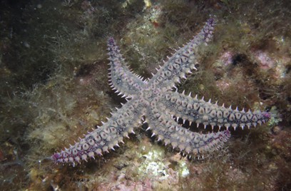 Estrella-de-mar-espinosa_Xavier-Salvador