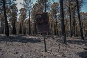 LA MIERLA (GUADALAJARA), 29/07/2026.-Vista de las zonas arrasadas por el incendio de La Mierla (Guadalajara), que ha quemado unas 32.000 hectáreas. Los incendios forestales han quemado en Castilla-La Mancha en lo que va de año 40.000 hectáreas de masa forestal, un dato que se sitúa un 97 % por ciento por encima de la media del último decenio y además ha contabilizado 880 incendios, un 11 por ciento más.- EFE/ Nacho Izquierdo
