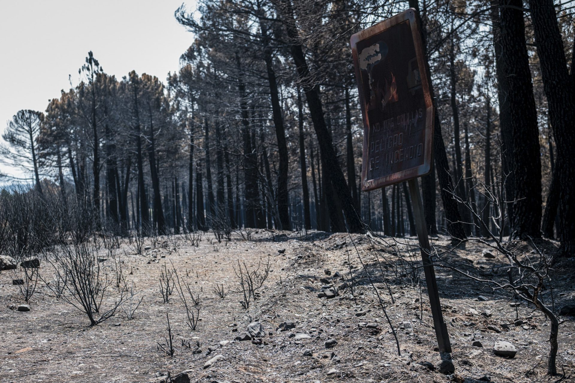 LA MIERLA (GUADALAJARA), 30/07/2026.- Bosque calcinado por el fuego. Dos semanas después de declararse el incendio forestal en La Mierla (Guadalajara), que ha afectado a unas 32.000 hectáreas en gran parte del Parque Natural Sierra Norte, las administraciones comienzan a aprobar ayudas para la recuperación de la zona mientras que los servicios de extinción siguen trabajando en el terreno para evitar que se reavive. EFE/ Nacho Izquierdo