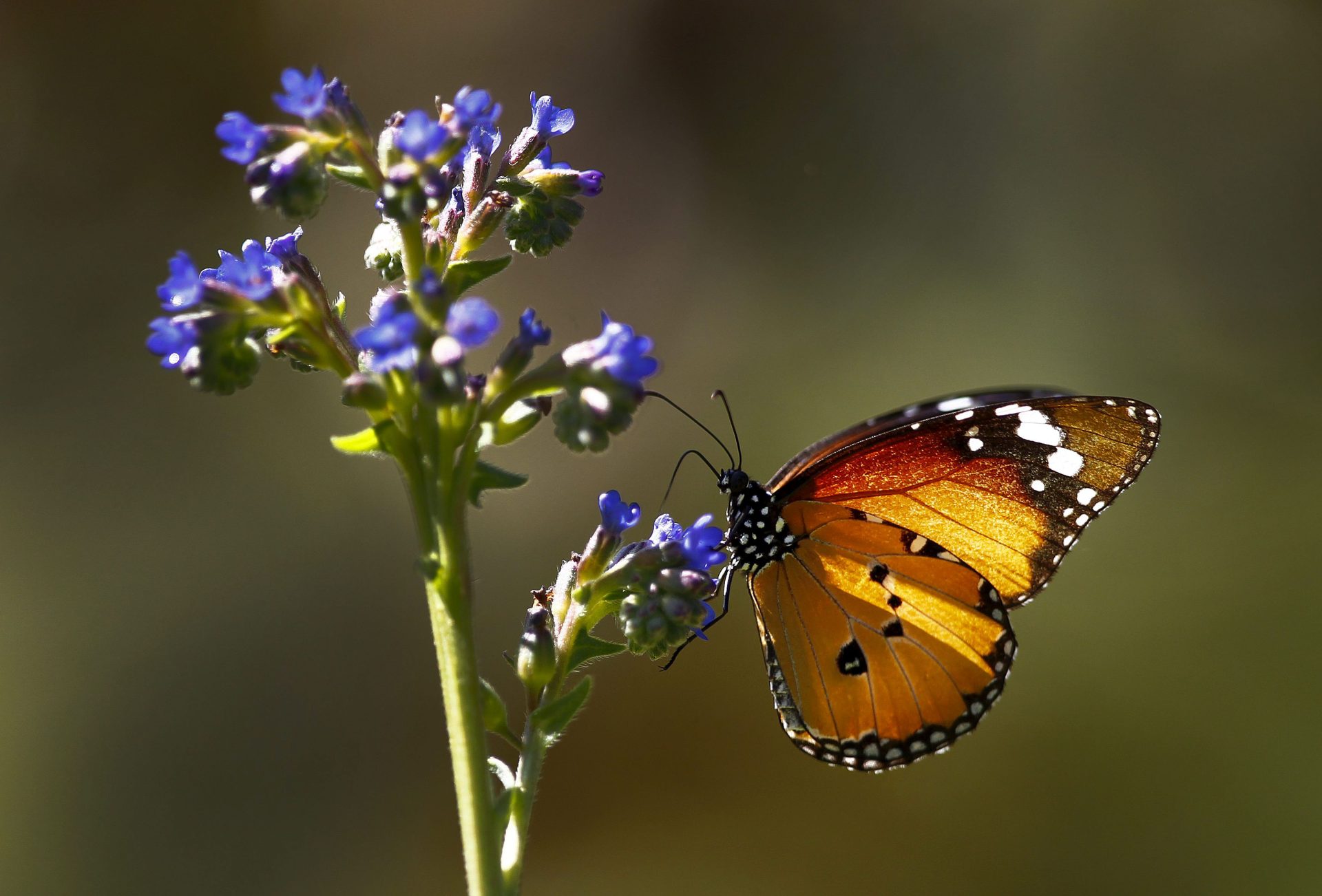 XNB05. CIUDAD DEL CABO (SUDÁFRICA), 14/2/2011.- Una mariposa se posa sobre una flor en un valle del Parque Nacional de Table Mountain en Ciudad del Cabo en Sudáfrica hoy, lunes, 14 de febrero de 2011. El Parque ha sido reconocido como una de las áreas con mayor biodiversidad existente en casi todo el área metropolitana. EFE/Nic Bothma