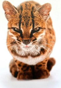 AME8361. WASHINGTON (ESTADOS UNIDOS), 17/09/2026.- Captura de pantalla tomada de la cuenta oficial en X de National Geographic @NatGeo que muestra una nueva especie de felino silvestre. La especie, bautizada como Leopardus tilcayo o gato tilcayo, fue identificada mediante el análisis de ADN de ejemplares históricos conservados en museos y de muestras de animales vivos, de acuerdo con National Geographic. EFE/ @NatGeo /SOLO USO EDITORIAL/ NO VENTAS/ SOLO DISPONIBLE PARA ILUSTRAR LA NOTICIA QUE ACOMPAÑA (CRÉDITO OBLIGATORIO)