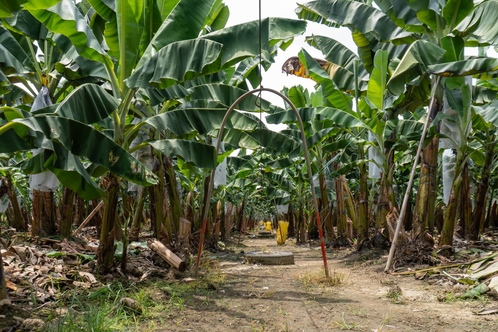 Fotografía del 9 de abril de 2026 cedida por AEBE que muestra una plantación de banano en la provincia ecuatoriana de Santa Elena, en Baba (Ecuador). EFE/ AEBE/ SOLO USO EDITORIAL/ NO VENTAS/ SOLO DISPONIBLE PARA ILUSTRAR LA NOTICIA QUE ACOMPAÑA (CRÉDITO OBLIGATORIO)