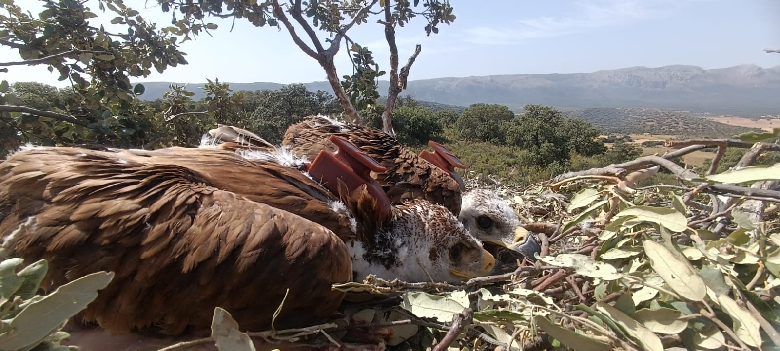 SEVILLA, 23/09/2026.-Los 29 emisores GPS colocados en lo que va de año a pollos de águila imperial ibérica (Aquila adalberti) en Andalucía han permitido, además de su impacto en la conservación de la especie, reforzar la detección del virus del Nilo y otras enfermedades que afectan al ser humano. En el marco del Plan de Recuperación del Águila Imperial Ibérica de la Consejería de Sostenibilidad y Medio Ambiente se han marcado 15 pollos en el Espacio Natural de Doñana, 11 en la provincia de Granada y tres en la de Cádiz, según ha informado la Junta en una nota de prensa. La Consejería ha precisado que el águila imperial es una especie especialmente sensible al virus del Nilo, lo que la convierte en centinela a la hora de rastrear la enfermedad en los ecosistemas, por lo que los emisores colocados para el seguimiento posibilitan también detectar ejemplares enfermos o muertos, localizarlos en su ubicación y llevar a cabo los test de identificación del virus del Nilo y de otras enfermedades.-EFE/ Junta de Andalucía ***SOLO USO EDITORIAL/SOLO DISPONIBLE PARA ILUSTRAR LA NOTICIA QUE ACOMPAÑA (CRÉDITO OBLIGATORIO)***