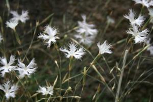 Fotografía de claveles silvestres en peligro de extinción (Dianthus inoxianus). © Universidad de Sevilla