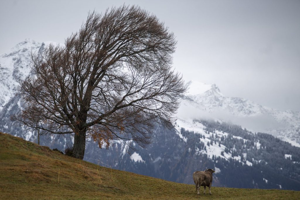 St. Margrethenberg (Switzerland), 02/11/2021.- A cow is pictured in front of a freshly snow covered mountain in St. Margrethenberg, Switzerland, 02 November 2021.In the coming days, snow is expected to fall up to 1000 meters above sea level. (Suiza) EFE/EPA/GIAN EHRENZELLER