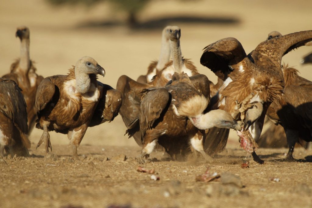 CIUDAD REAL, 23/08/2022.- Una nueva investigación cuyos resultados se han publicado recientemente en la revista Biological Conservation revela que el 80% de las denuncias sobre ataques de buitres a ganado vivo tuvieron lugar durante el momento de los partos. En la imagen, buitres en el Valle de Alcudia (Ciudad Real). EFE/Beldad