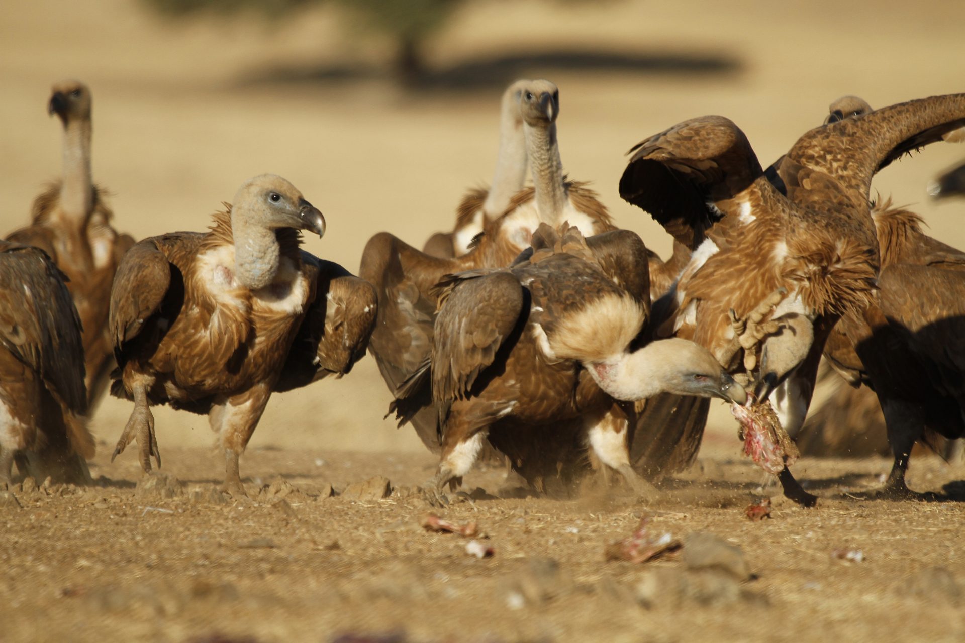 CIUDAD REAL, 23/08/2022.- Una nueva investigación cuyos resultados se han publicado recientemente en la revista Biological Conservation revela que el 80% de las denuncias sobre ataques de buitres a ganado vivo tuvieron lugar durante el momento de los partos. En la imagen, buitres en el Valle de Alcudia (Ciudad Real). EFE/Beldad