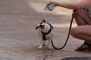 GRAFAND9792. CÓRDOBA, 09/06/2021.- Una persona refresca a su perro durante un paseo hoy por una calle de Córdoba, hoy cuando la Agencia Estatal de Meteorología prevé para Andalucía que continúen las temperaturas altas, propias del verano, que llegarán a los 38 grados en Córdoba y Sevilla.EFE/Rafa Alcaide