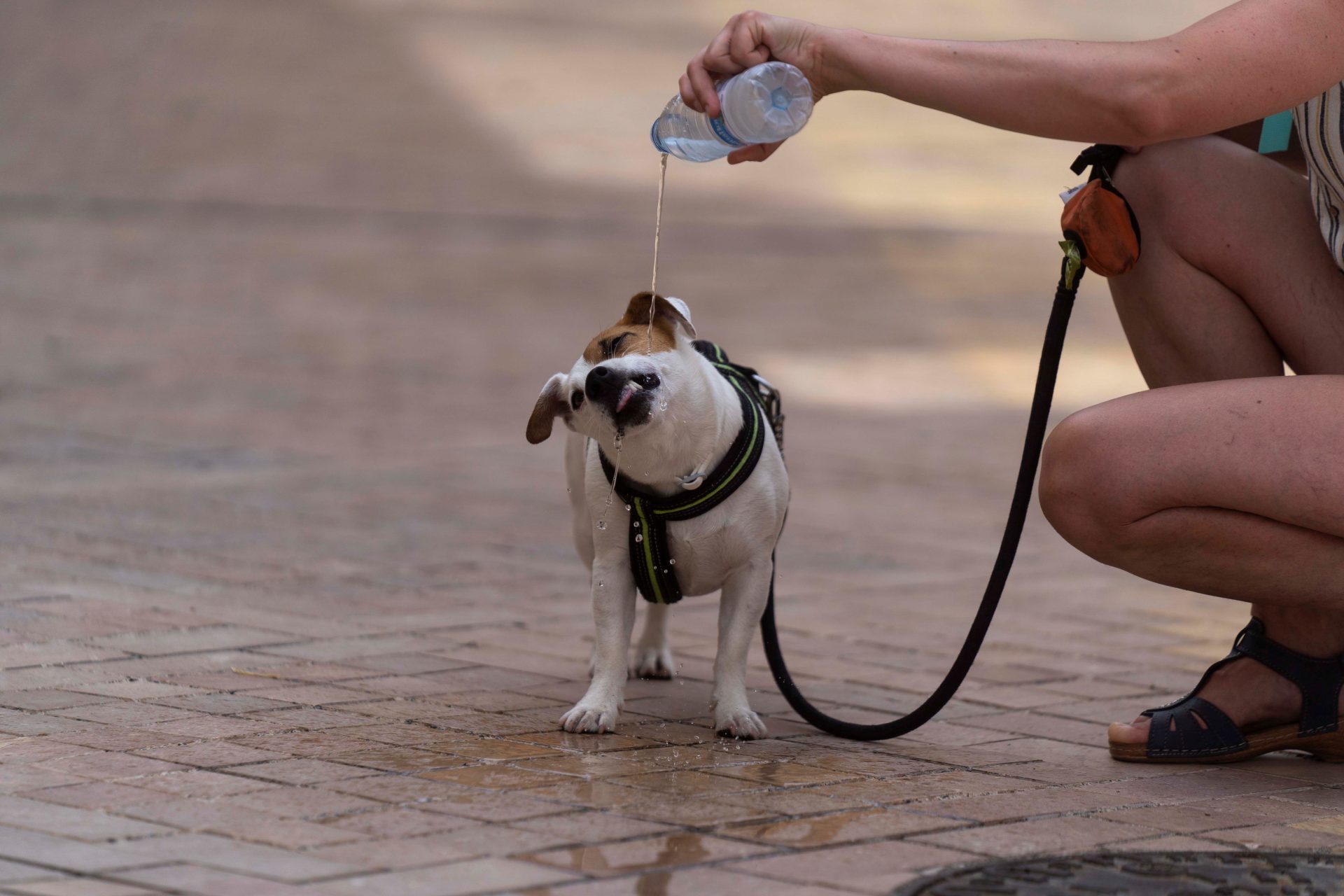 GRAFAND9792. CÓRDOBA, 09/06/2021.- Una persona refresca a su perro durante un paseo hoy por una calle de Córdoba, hoy cuando la Agencia Estatal de Meteorología prevé para Andalucía que continúen las temperaturas altas, propias del verano, que llegarán a los 38 grados en Córdoba y Sevilla.EFE/Rafa Alcaide