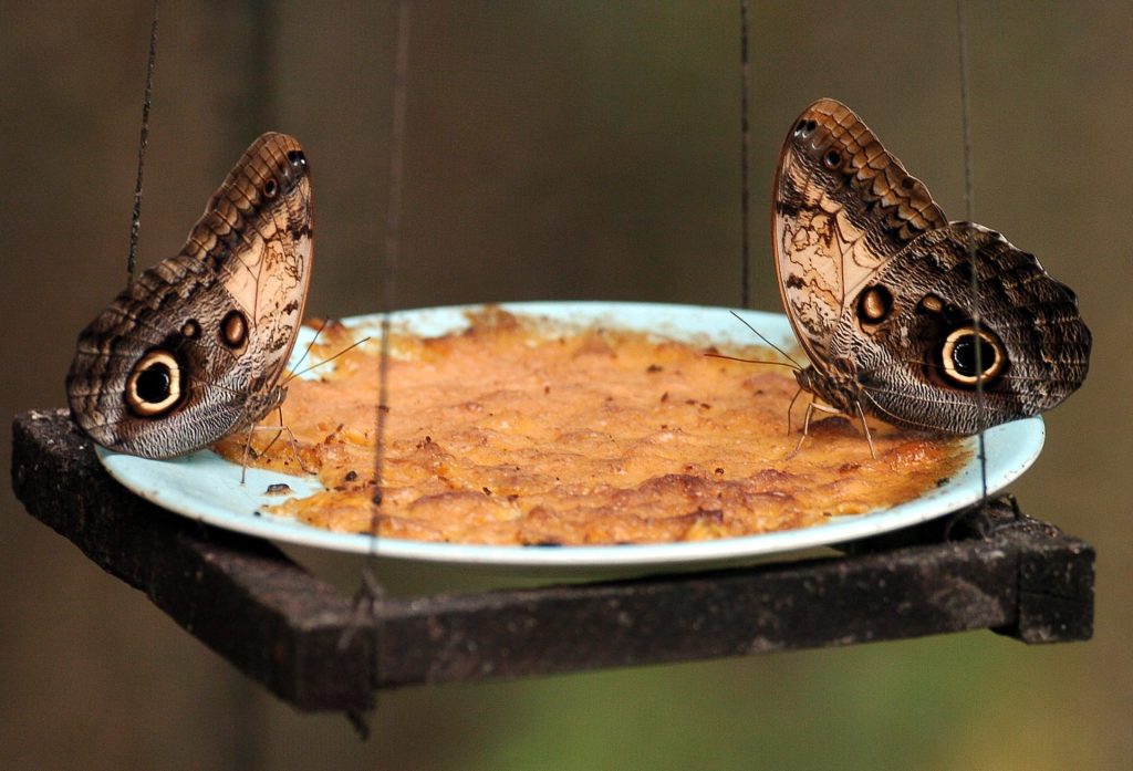 TEG01 COPAN (HONDURAS) 17/05/07.- Dos mariposas Ojos de Buho se alimentan hoy, 17 de mayo de 2007, en el Centro de Naturaleza Alas Encantadas Mariposa en Copán, donde se crían para su conservación a por lo menos a 25 especies de mariposas nativas de Honduras. EFE/Gustavo Amador