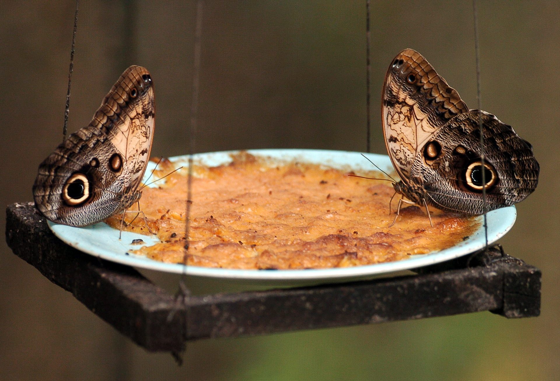 TEG01 COPAN (HONDURAS) 17/05/07.- Dos mariposas Ojos de Buho se alimentan hoy, 17 de mayo de 2007, en el Centro de Naturaleza Alas Encantadas Mariposa en Copán, donde se crían para su conservación a por lo menos a 25 especies de mariposas nativas de Honduras. EFE/Gustavo Amador