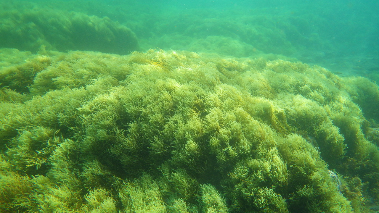 Imagen de archivo de poblaciones de Gongolaria abies-marina o mujo amarillo, una macroalga parda, en Salinetas, Telde (Gran Canaria). Autor: José Valdazo