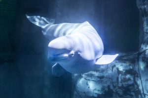 Fotografía facilitada por el Oceanogràfic de València de la beluga Jelly Bean, una de las dos belugas rescatadas del parque Marineland Canadá.