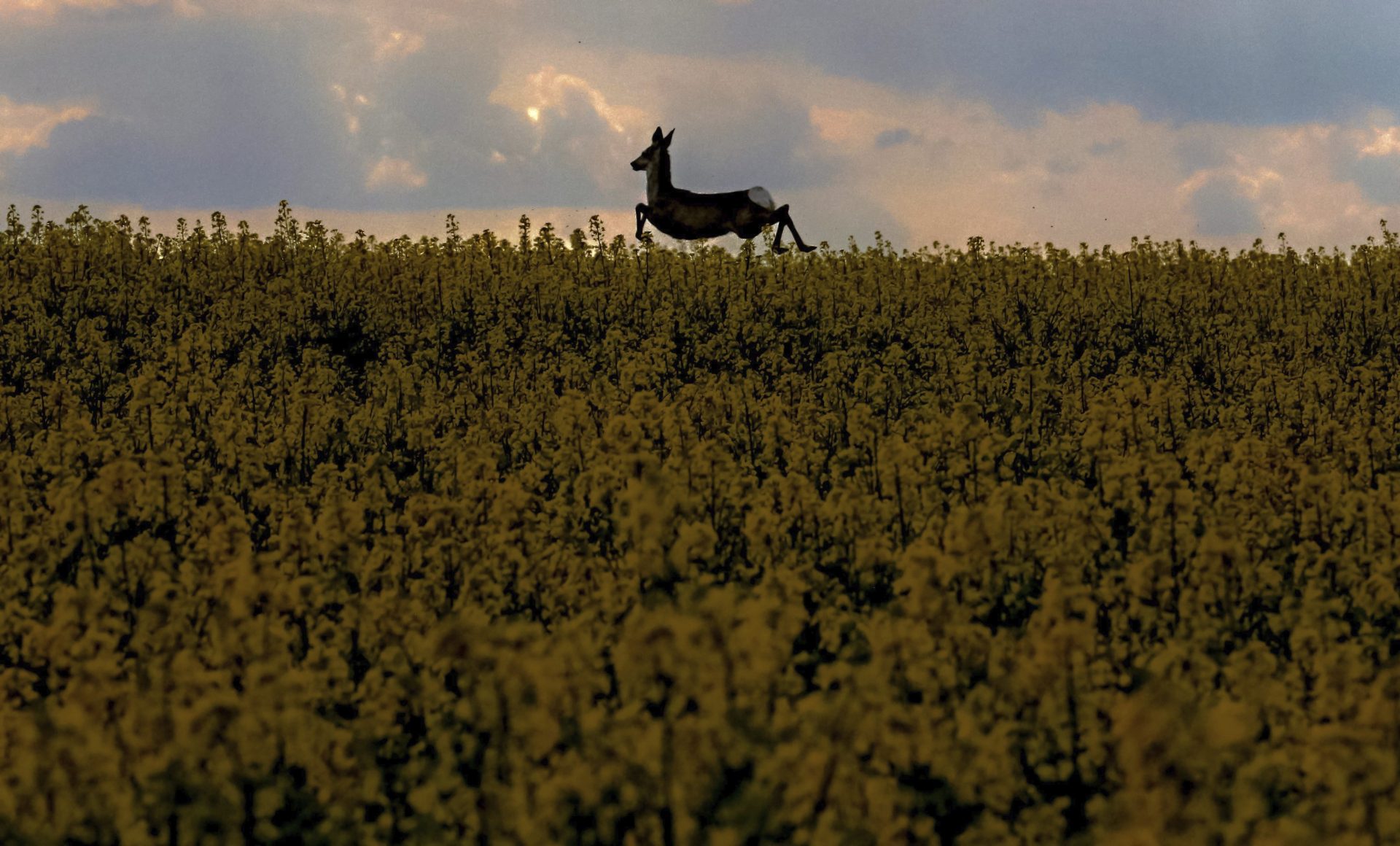 Vista de un corzo en un campo, en una fotografía de archivo. EFE/Janos Bugany