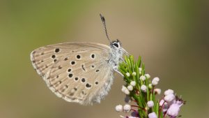 Fotografía facilitada por la Asociación Española para la Protección de las Mariposas y su Medio (Zerynthia) de una Phengaris alcon (hormiguera de las gencianas). Yeray Monasterio.