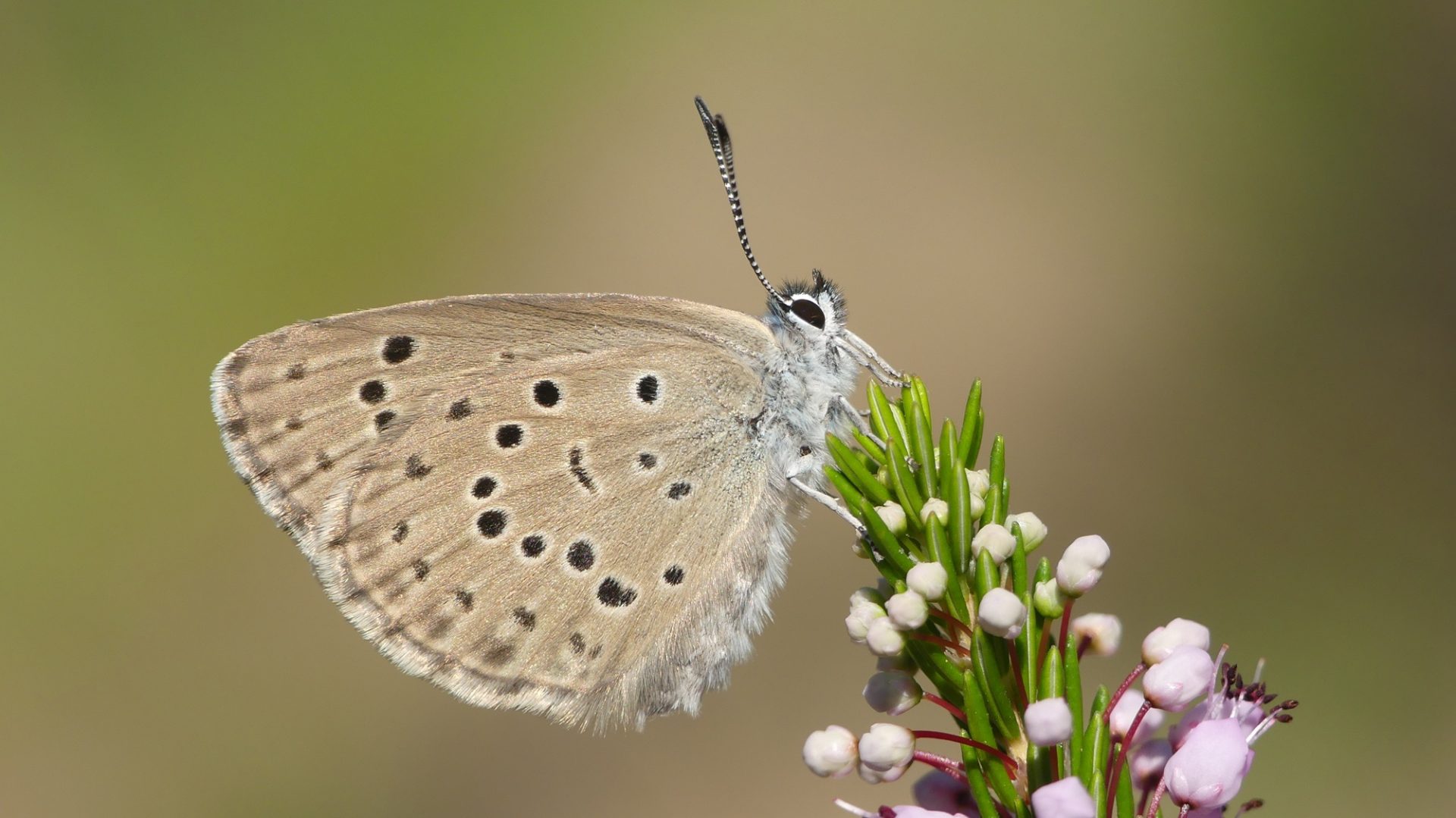Fotografía facilitada por la Asociación Española para la Protección de las Mariposas y su Medio (Zerynthia) de una Phengaris alcon (hormiguera de las gencianas). Yeray Monasterio.